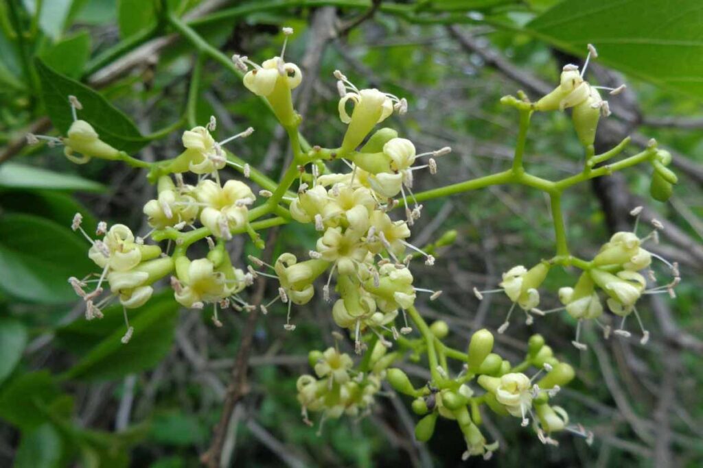 001 – Cordia dichotoma G.Forst.