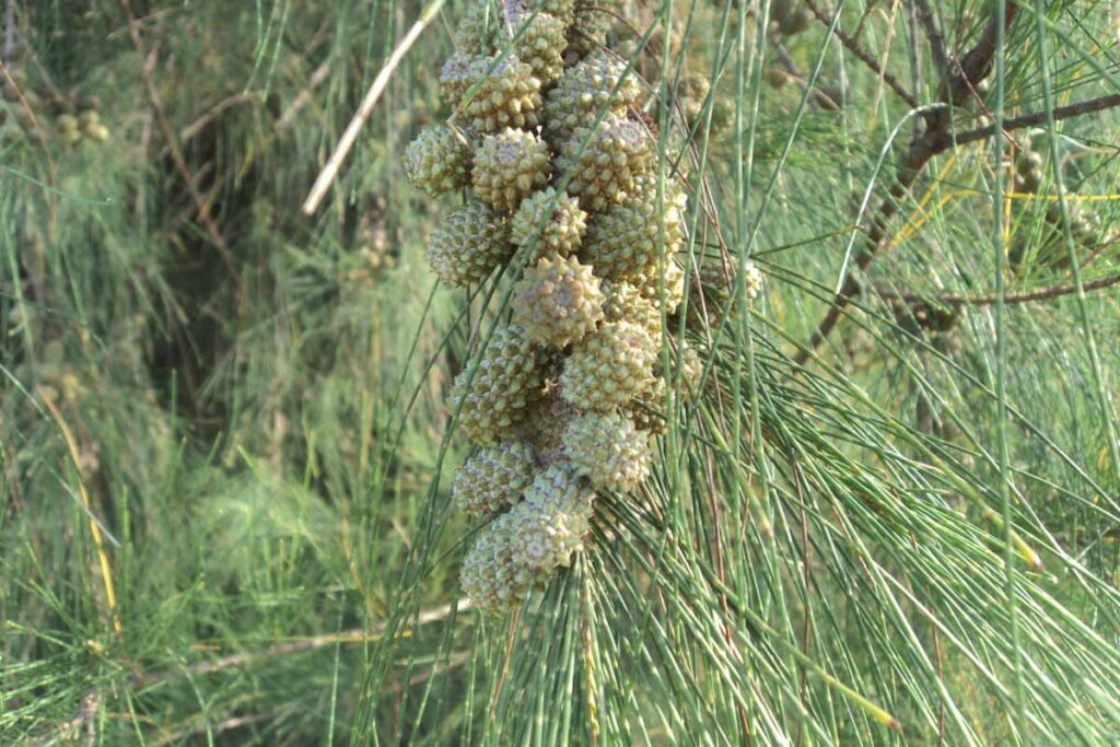 023 – Casuarina equisetifolia L.