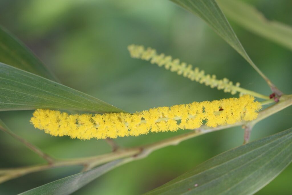 024 – Acacia auriculiformis A.Cunn. ex Benth.