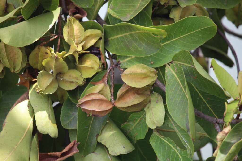 028 – Terminalia arjuna (Roxb. ex DC.) Wight & Arn. – RUSL Trees