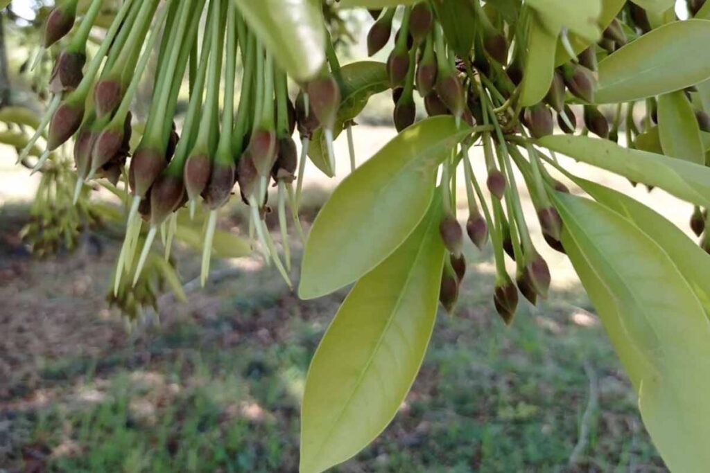 030 – Madhuca longifolia (J.Koenig ex L.) J.F.Macbr.