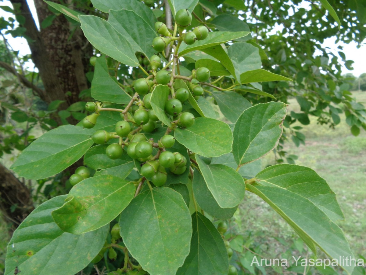 Cordia dichotoma G.Forst. – RUSL Trees