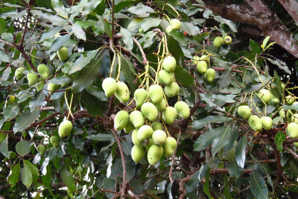 006 – Mangifera indica L.