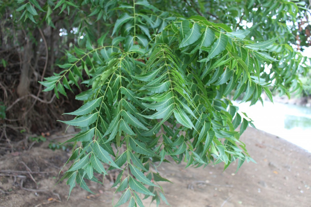 005 – Azadirachta indica A.Juss