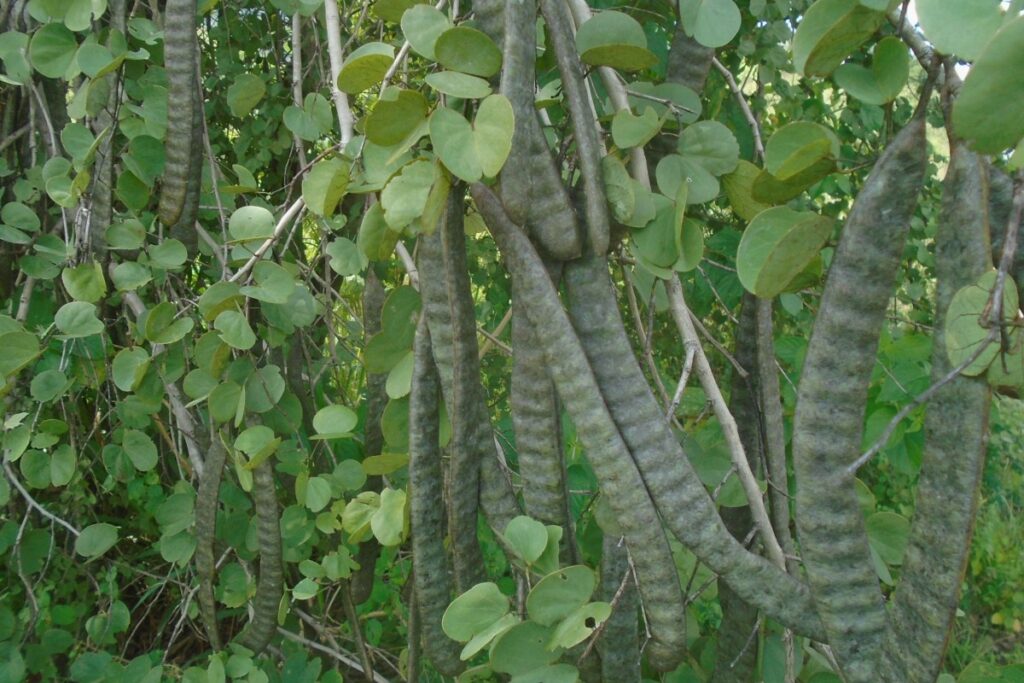 009 – Bauhinia racemosa Lam.