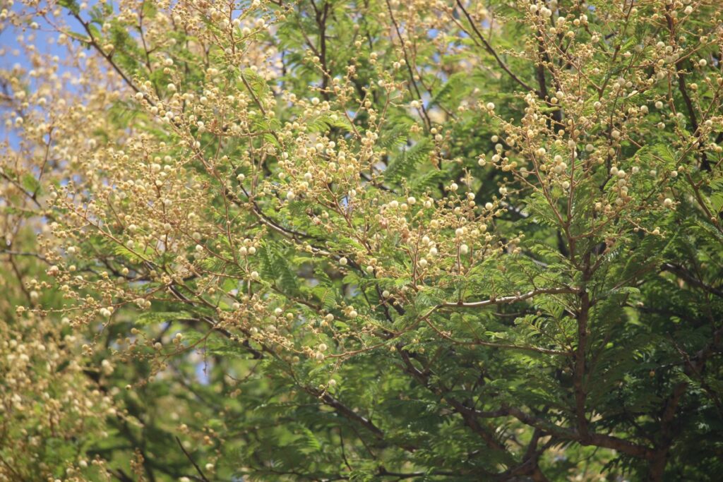 031 – Vachellia leucophloea (Roxb.) Maslin, Seigler & Ebinger