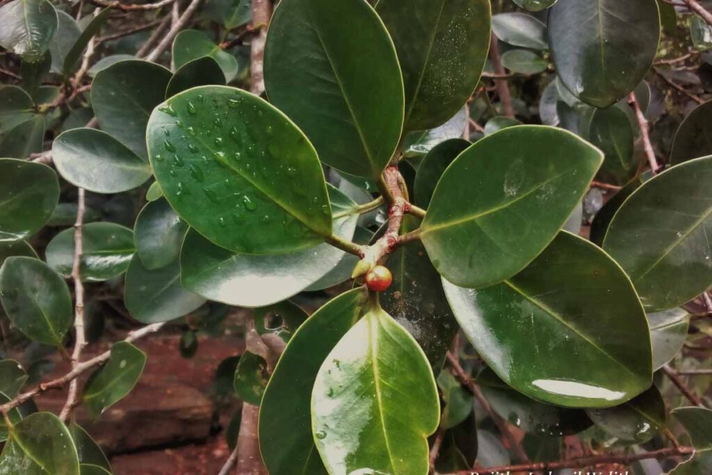 032 – Ficus microcarpa L.f.