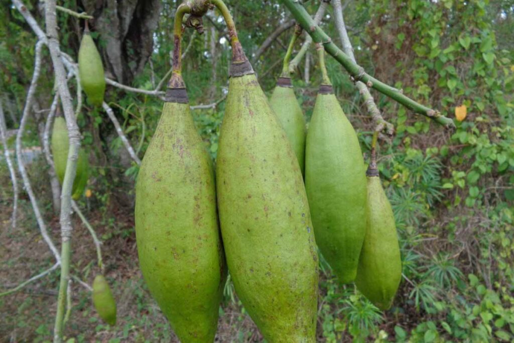 033 – Ceiba pentandra (L.) Gaertn.