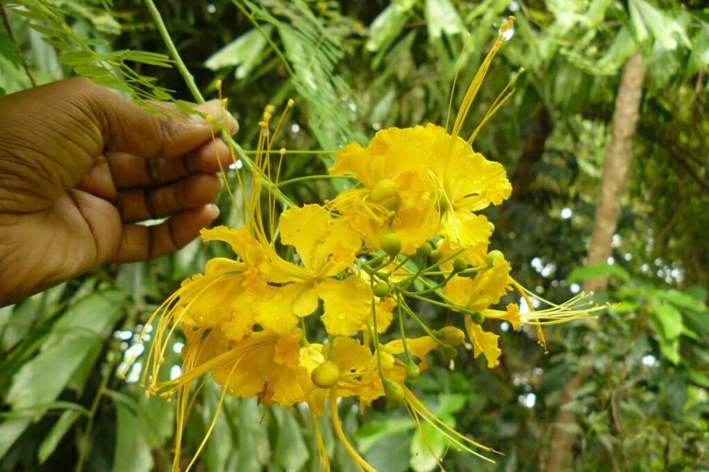 035 – Caesalpinia pulcherrima (L.) Sw.