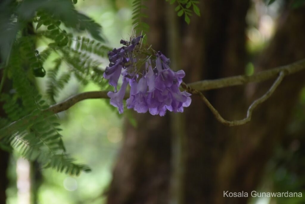 044 – Jacaranda mimosifolia D.Don