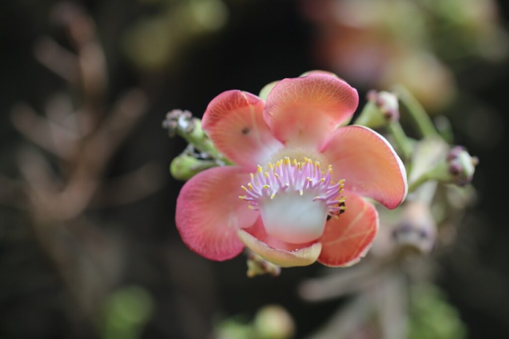 045 – Couroupita guianensis Aubl.